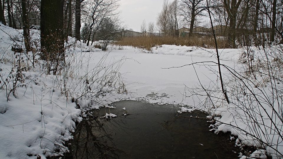 Rybníček obývají obojživelníci - v zimě ovšem zamrzá
