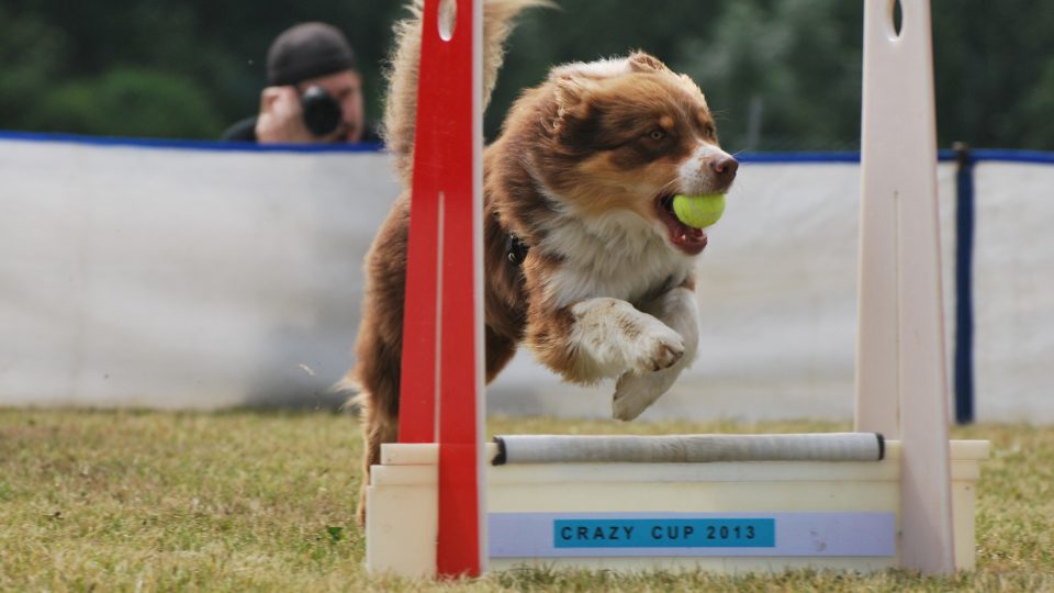 Flyball