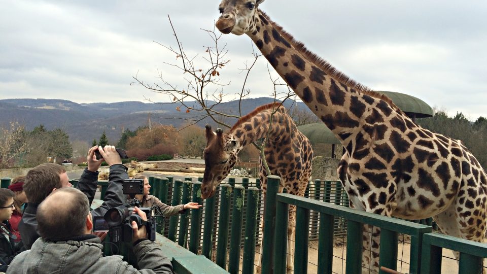 Žirafa Jenny slaví třiadvacáté narozeniny