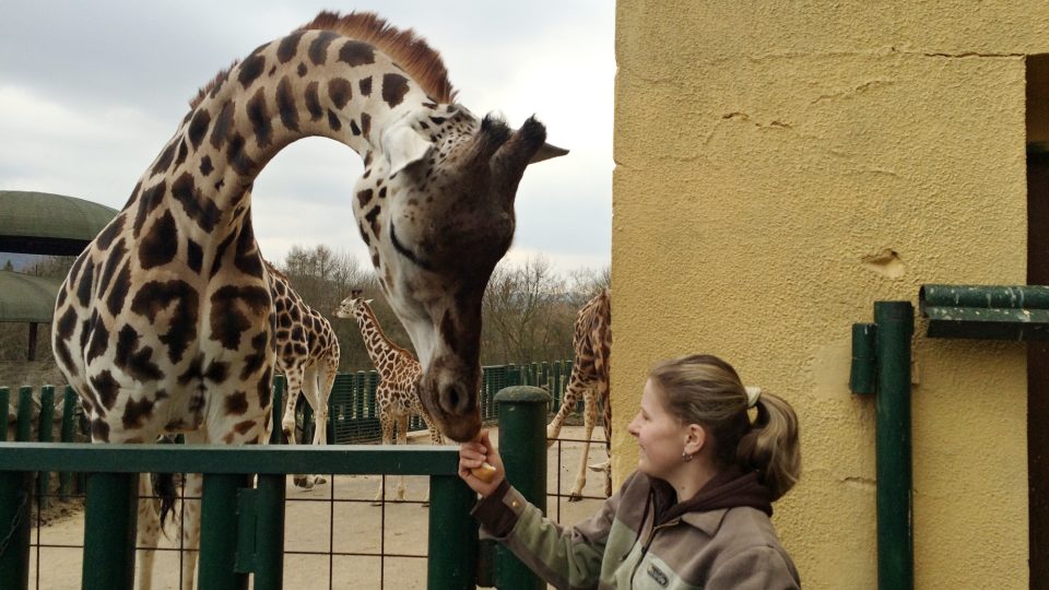 Žirafa Jenny dostává pochoutku k třiadvacátým narozeninám