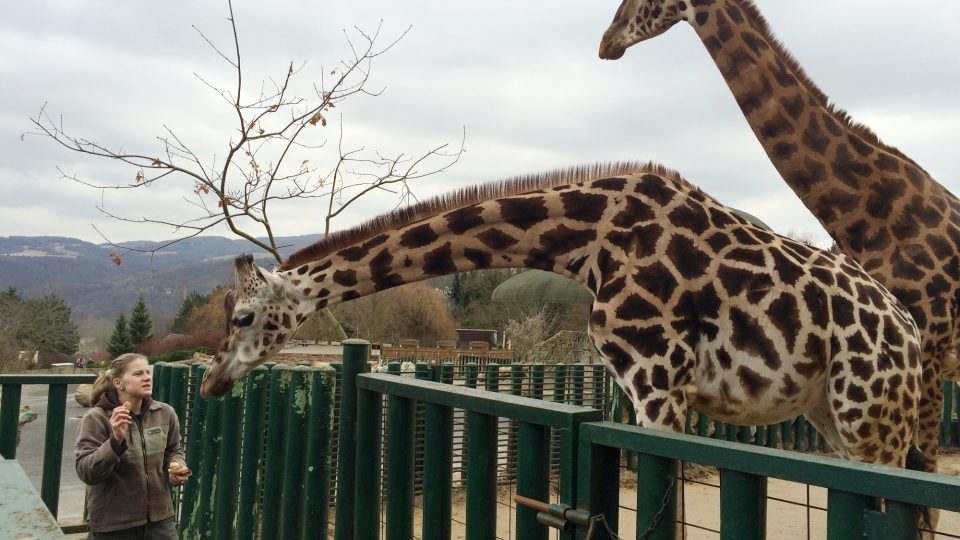 Žirafa Jenny z ústecké zoo slaví významné narozeniny