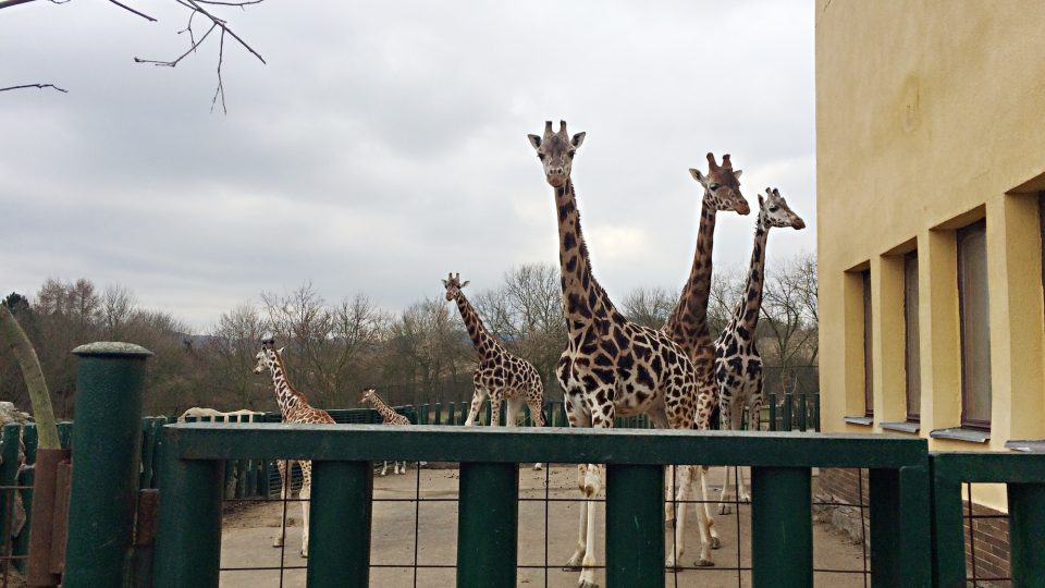 žirafy Rotchildovy v ústecké zoo