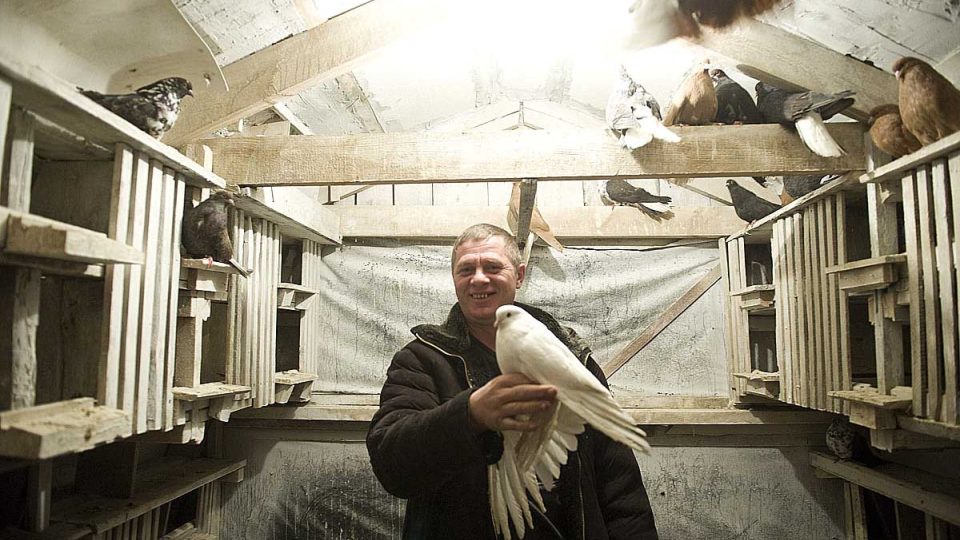 Vitalij Samko je vášnivým chovatelem holubů