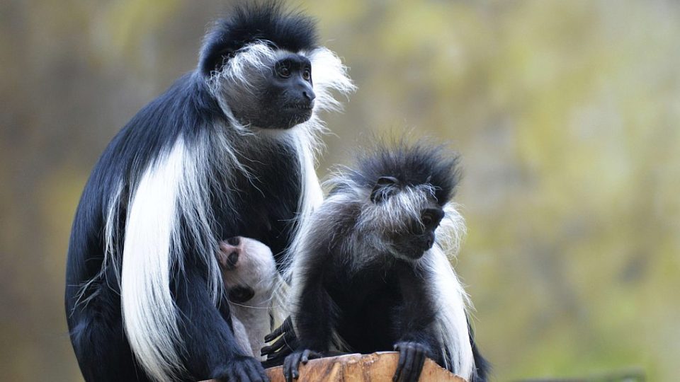 Guerézy angolské s mláďaty v ZOO Dvůr Králové nad Labem