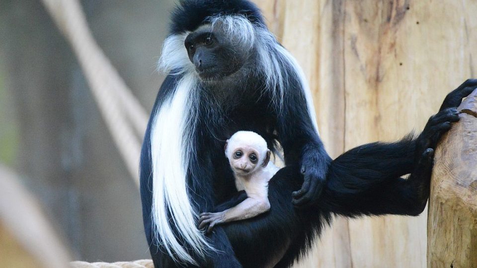 Guerézy angolské s mláďaty v ZOO Dvůr Králové nad Labem