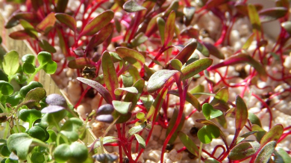 Microgreens na perlitu