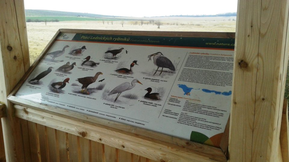 Přehled ptáků, kteří jsou u Nesytu k vidění nejčastěji