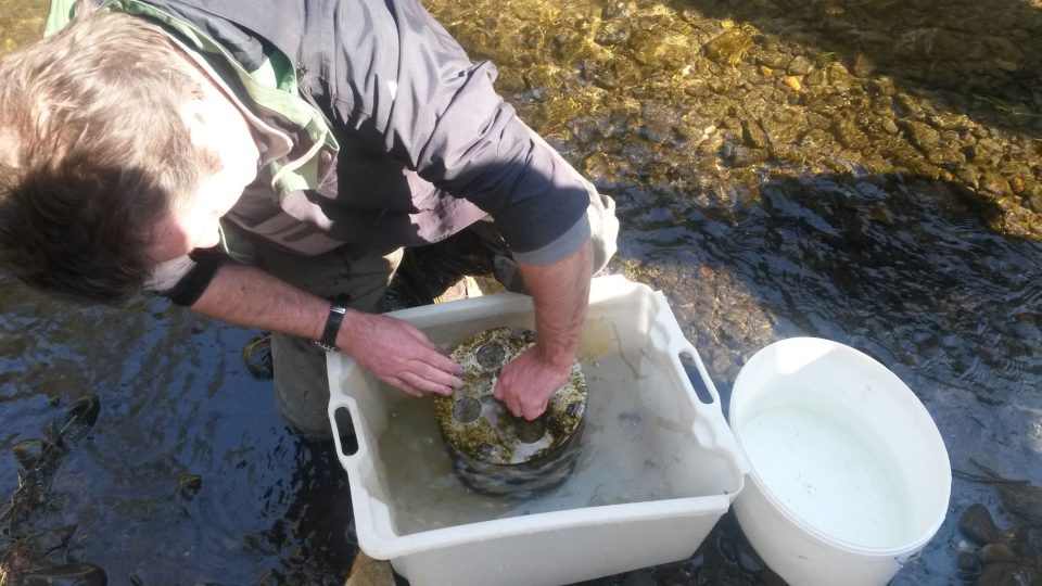 Živé larvy lososů jsou po sečtení vypuštěné zpět do řeky