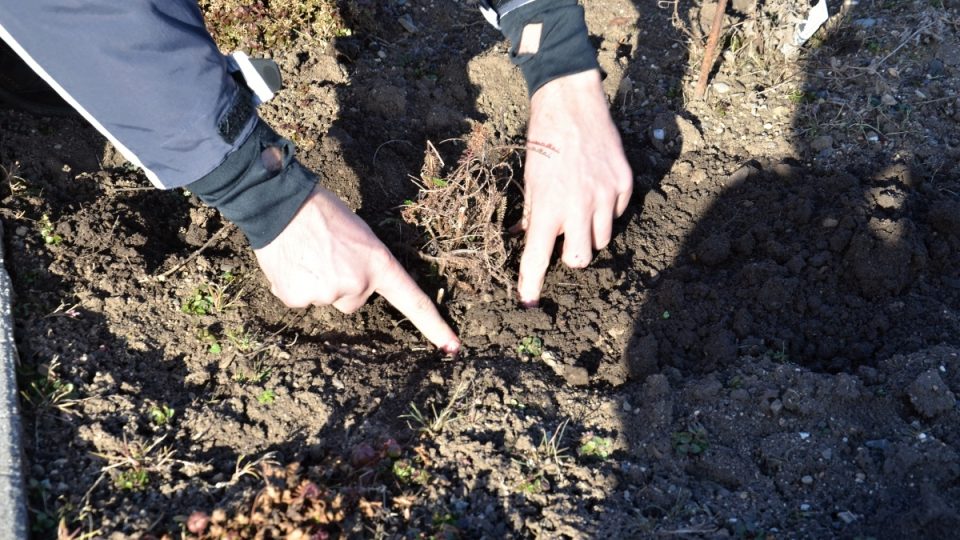 7. Rostlinu zasaďte, zeminu utužte, zalijte