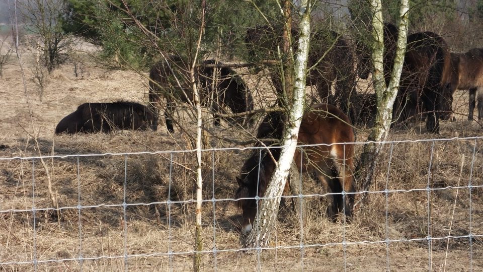 Stádo divokých koní v Milovicích 