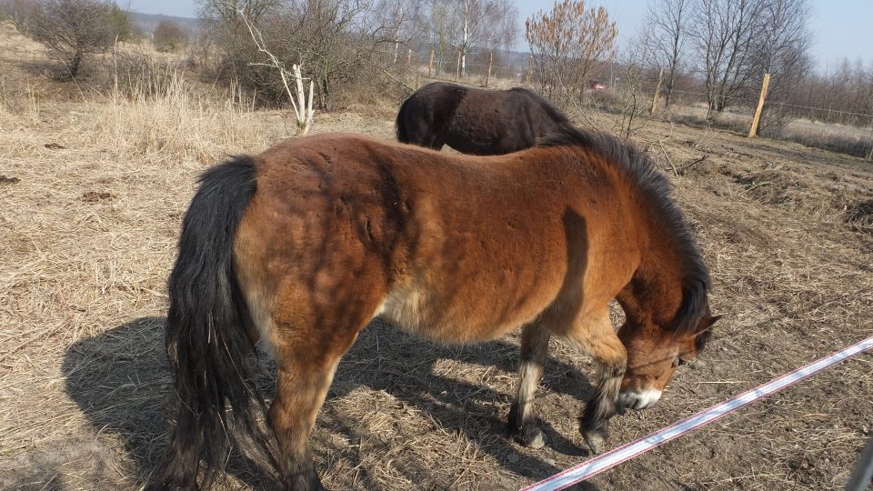 Stádo divokých koní v Milovicích 