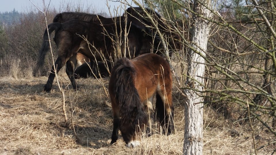 Stádo divokých koní v Milovicích 