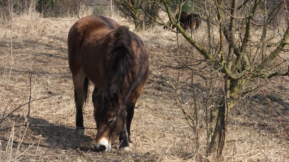 Stádo divokých koní v Milovicích 