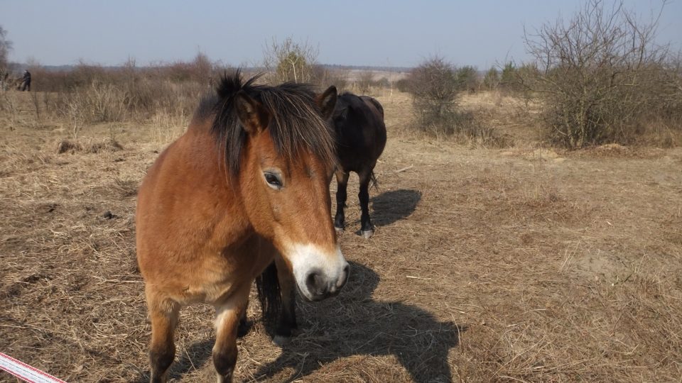 Stádo divokých koní v Milovicích 