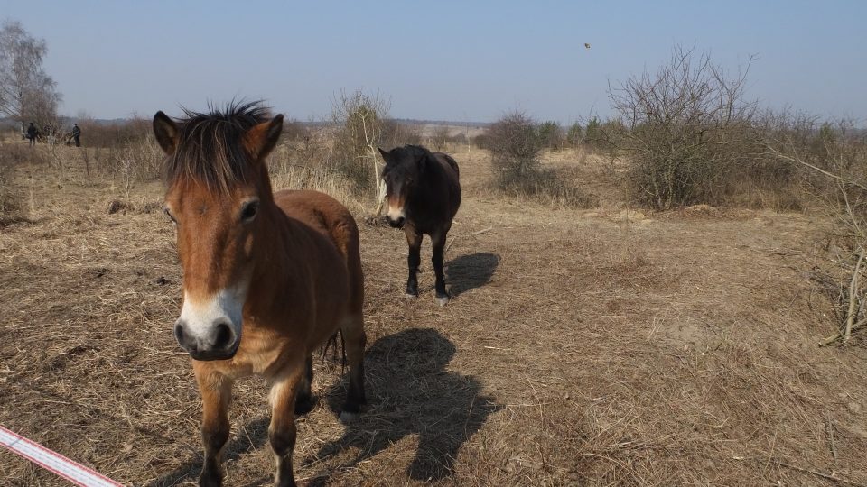 Stádo divokých koní v Milovicích 