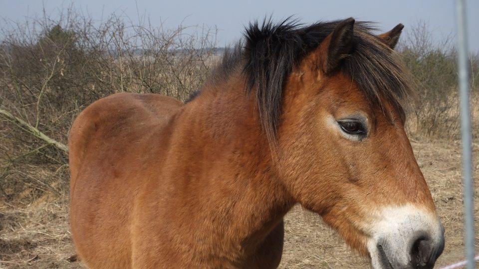 Stádo divokých koní v Milovicích 