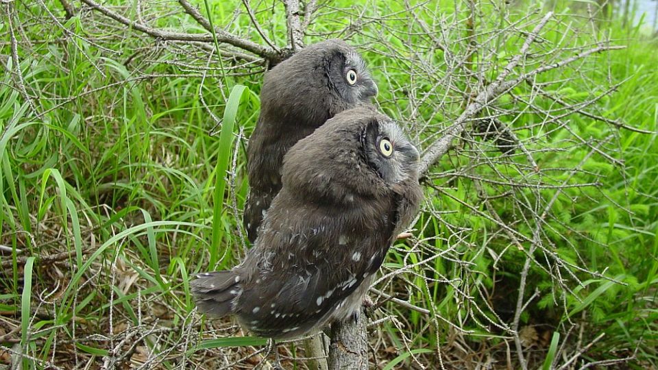 Zoologové rozmístili v Javořích horách 150 ptačích budek určených pro dravce.