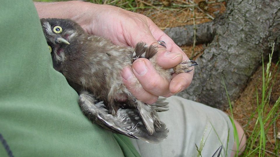 Zoologové rozmístili v Javořích horách 150 ptačích budek určených pro dravce.