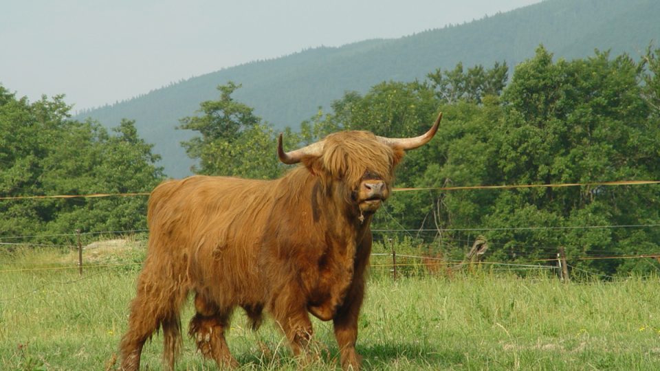 Na farmě rodiny Křižánků v Karpentné