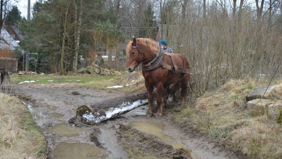 Koně Petra Štůly 