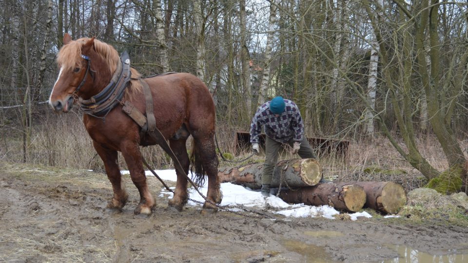 Koně Petra Štůly 