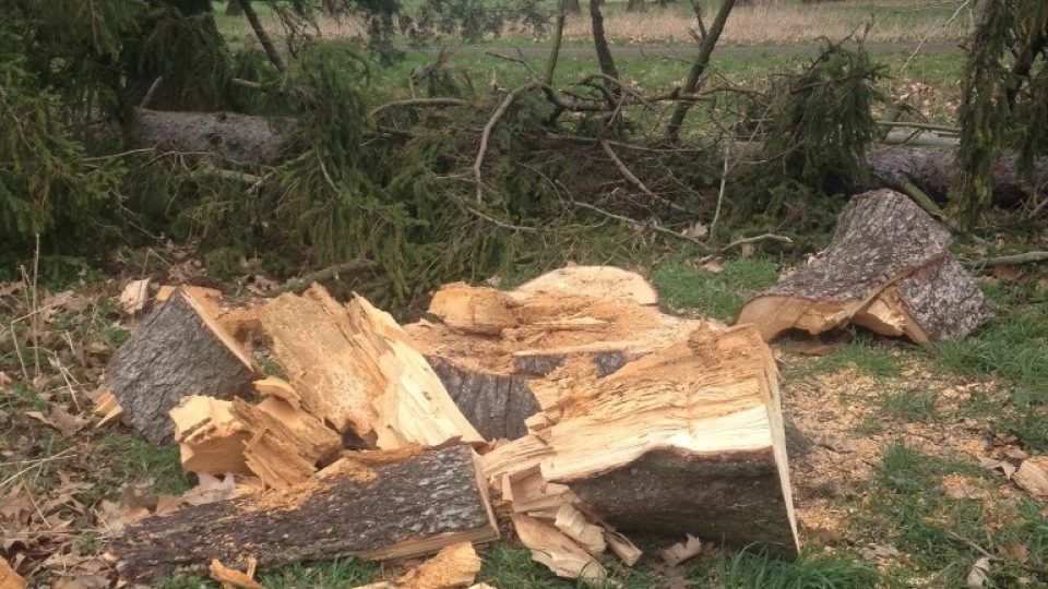 Silný vítr poškodil stromy v Židlochovicích