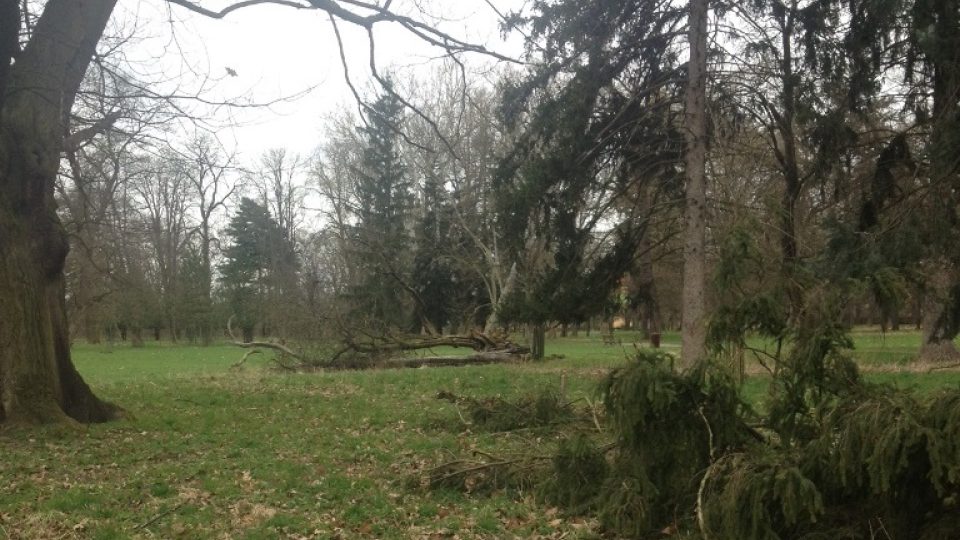 Silný vítr poškodil stromy v Židlochovicích