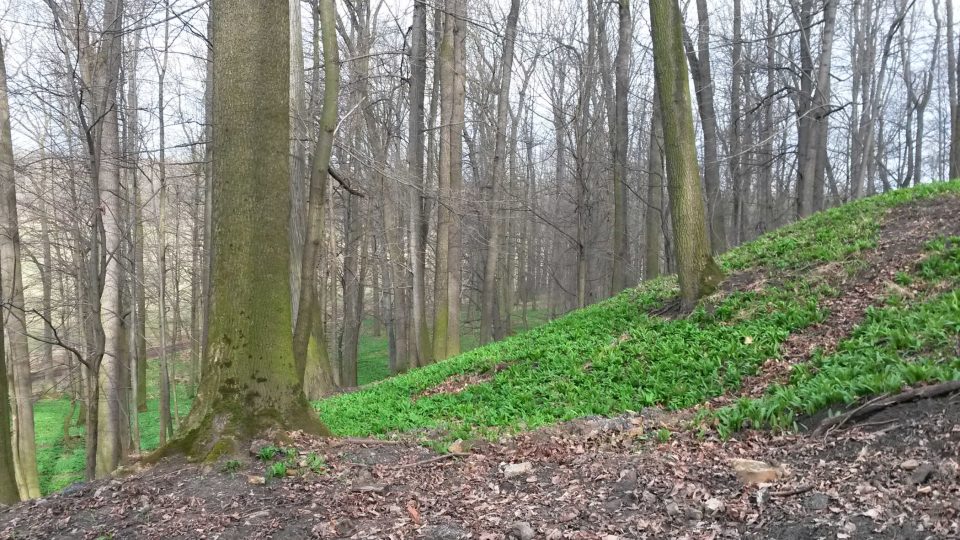 Medvědí česnek v kunínské oboře. Až rozkvete, bude všude kolem bílo