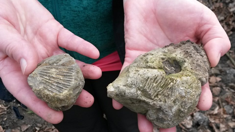 Zkameněliny nalezené v kunínské oboře