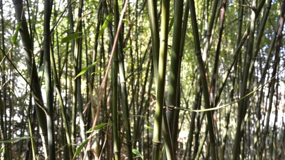 Bambusová houština Phyllostachys bissetii