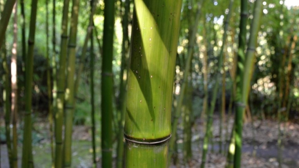 Phyllostachys Shanghai