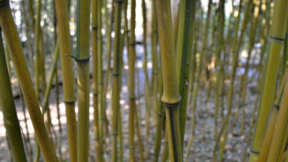 Zlatá bambusová stébla se zelenou sulkou - Phyllostachys aureosulcata Spectabilis
