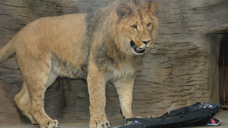 Lvíčata Terry a Basty v olomoucké zoo