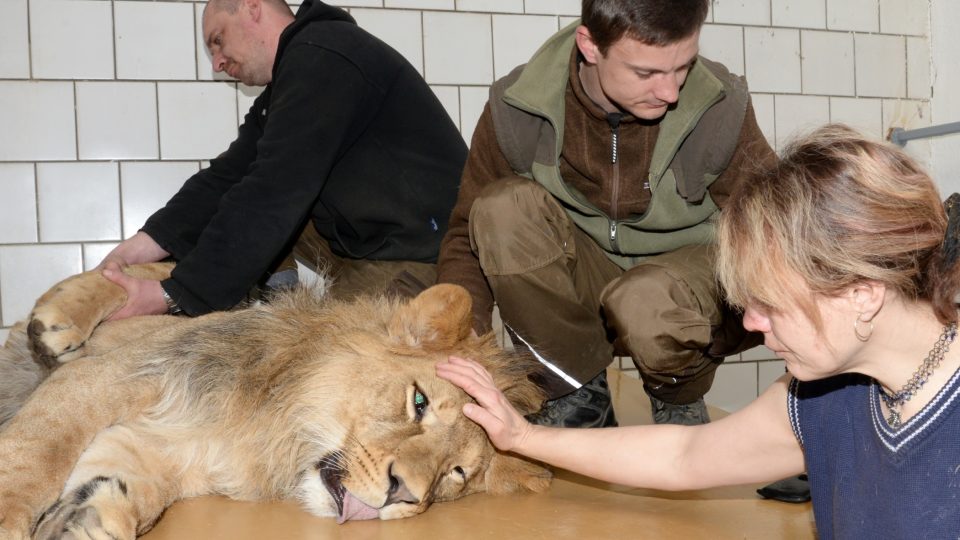 Transport lvíčat do Zoo Liberec