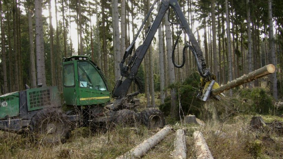 Likvidace popadaných stromů v revíru Žandov