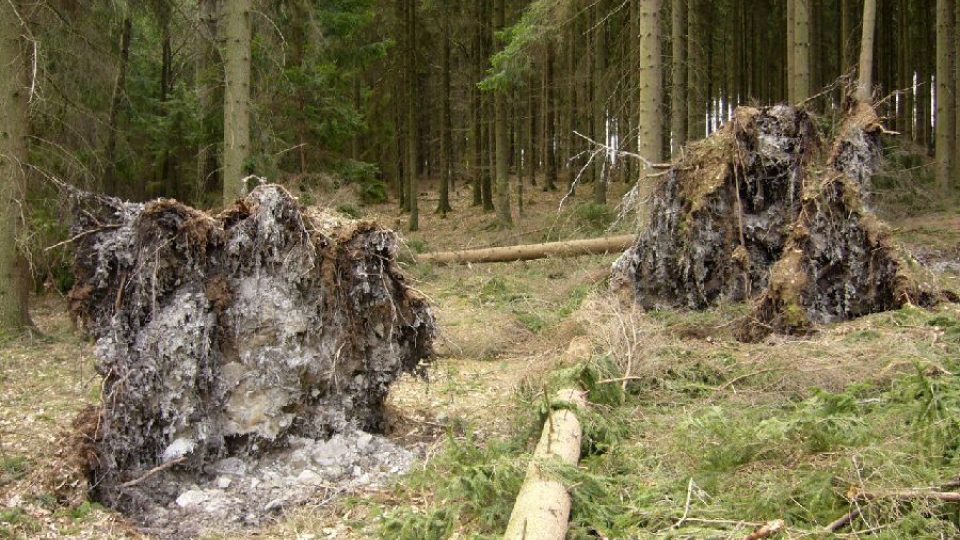 Vyvrácené stromy na Novosedle (revír Žandov)