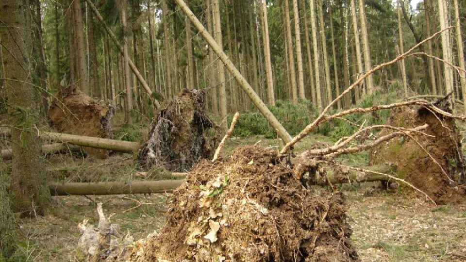 Vyvrácené stromy na Novosedle (revír Žandov)