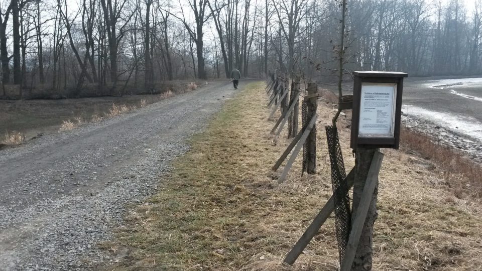 Na hrázi rybníka Velký Vaček v Polance nad Odrou