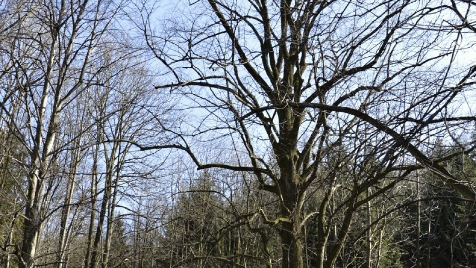 Památný strom - Husova lípa na trase k vyhlídce