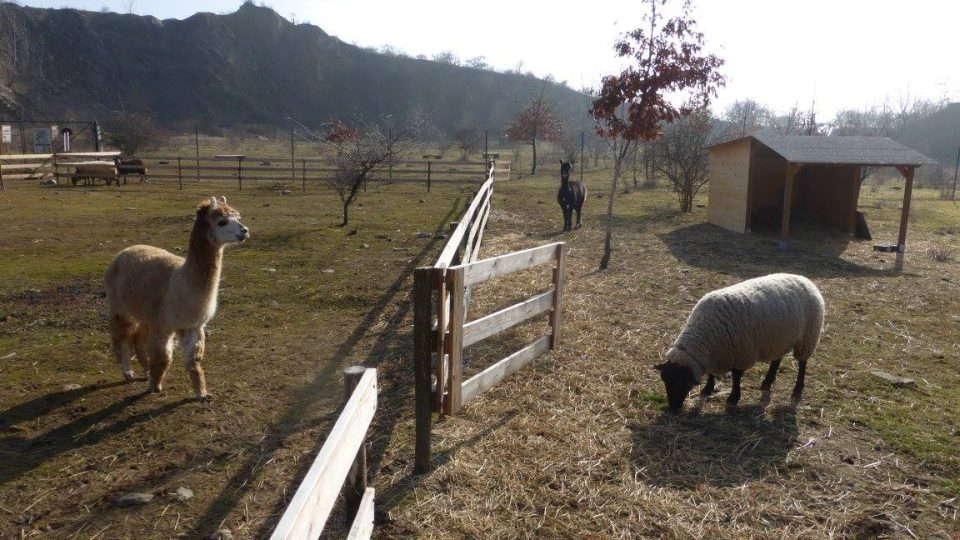 Lamy a ovce spolunažívají bez sousedských konfliktů