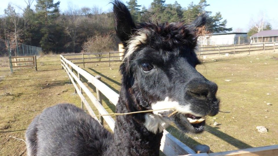 Lamy se lidí vůbec nebojí a nevadí jim ani objektiv fotoaparátu