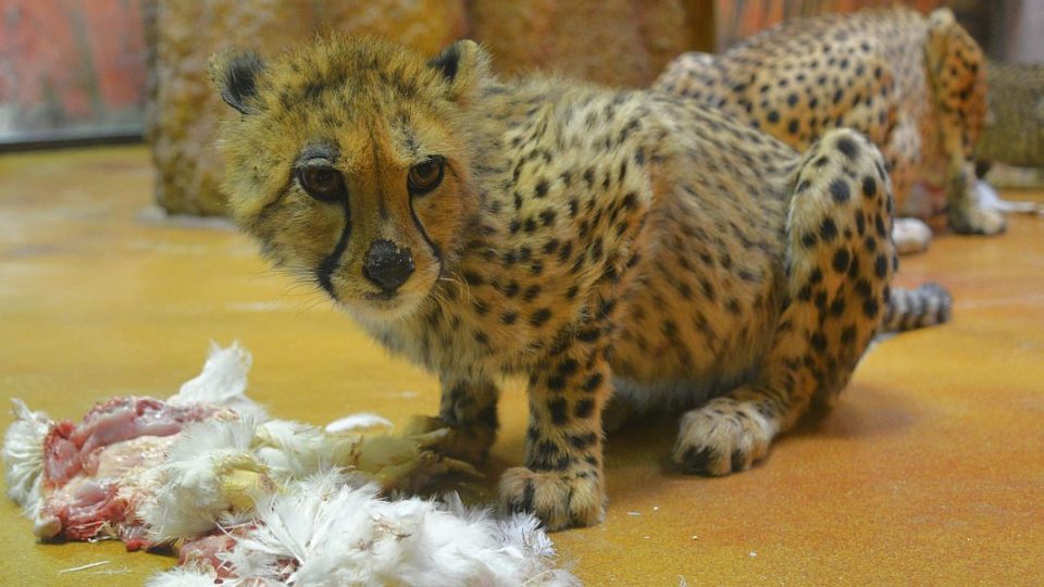 Mláďata gepardů v ZOO Dvůr Králové nad Labem