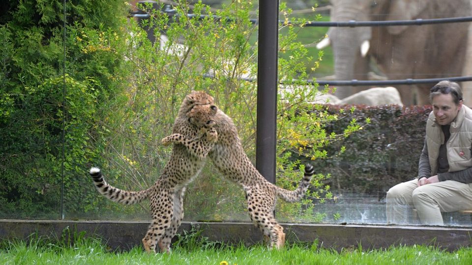 Mláďata gepardů v ZOO Dvůr Králové nad Labem