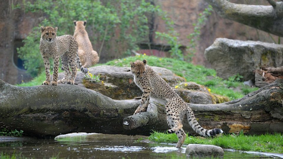 Mláďata gepardů v květnu 2015 v ZOO Dvůr Králové nad Labem