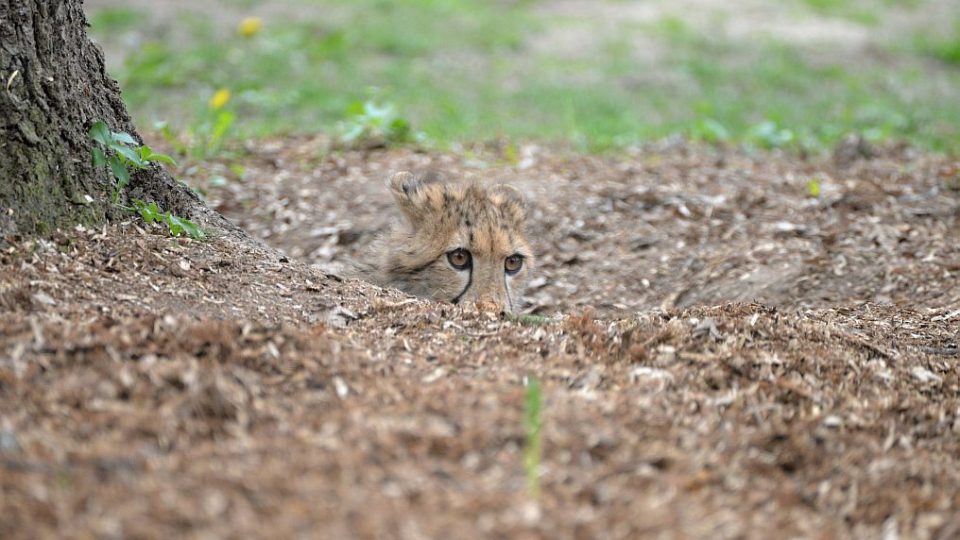 Mláďata gepardů v květnu 2015 v ZOO Dvůr Králové nad Labem