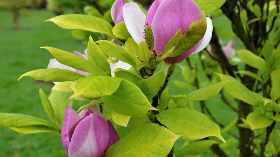 Na Pivoňkové louce najdete i kolekci magnolií