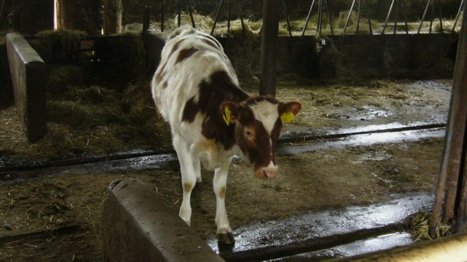 Jedna z mladých krav ve chlévě sociální farmy ve Velenicích na Českolipsku