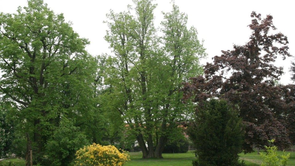 V zámeckém parku v Zámrsku roste šestikmenná lípa