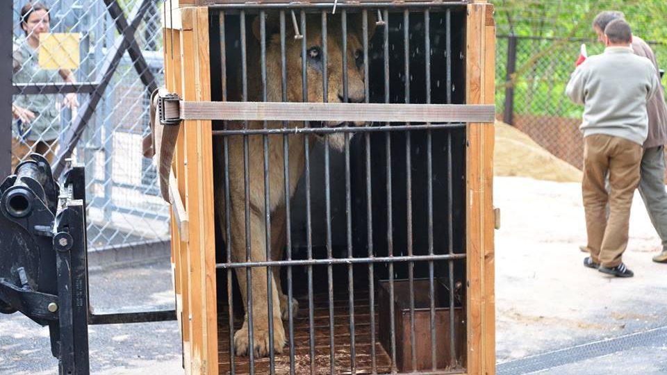 Královédvorští zoologové dovezli z britských ostrovů tři dvanáctileté lvy. 