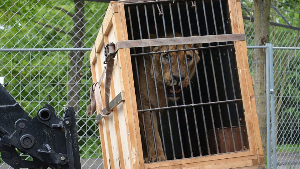 Královédvorští zoologové dovezli z britských ostrovů tři dvanáctileté lvy